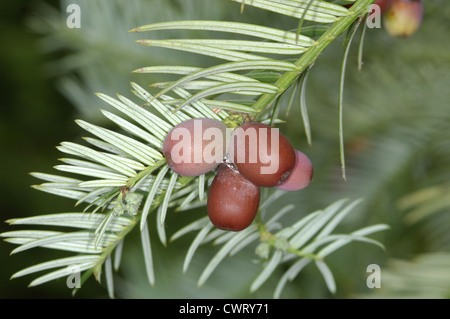 Chinese Plum Yew (Chinese Cow-tail Pine) Cephalotaxus fortunei (Cephalotaxaceae) Stock Photo