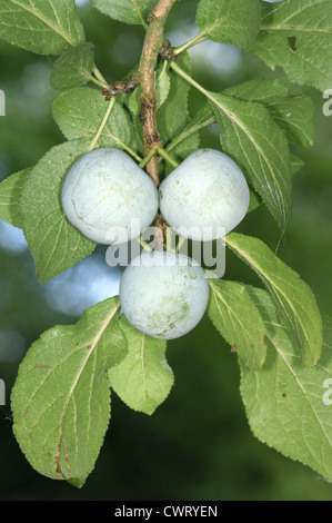 Cultivated Greengage Prunus domestica ssp. italica Stock Photo