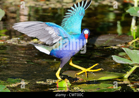 American Purple Gallinule flying Stock Photo