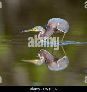 Tricolored Heron (Egretta tricolor) hunting Stock Photo