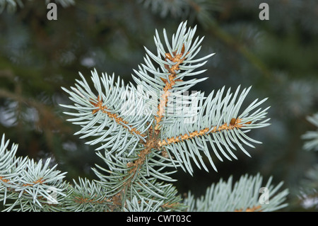Blue Colorado Spruce Picea pungens (Pinaceae) Stock Photo