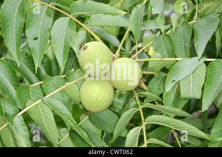 Butternut Juglans cinerea (Juglandaceae) Stock Photo