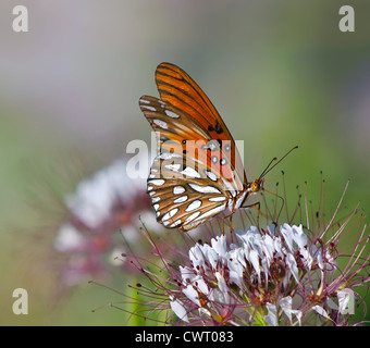 Gulf Fritillary (Agraulis vanillae) on wildflowers Stock Photo