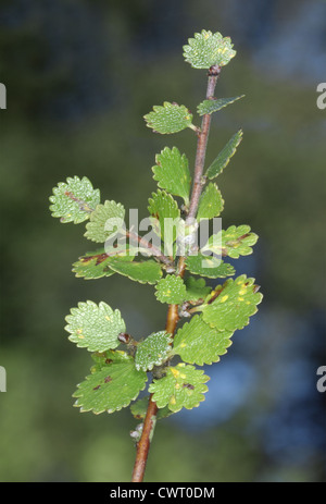 Swamp Cypress Taxodium distichum (Taxodiaceae) Stock Photo