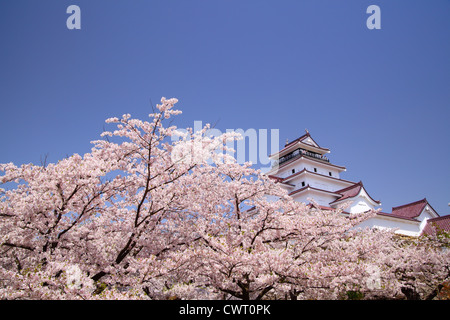 Aizuwakamatsu Castle and cherry blossom in Fukushima, Japan Stock Photo