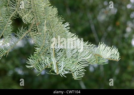 Colorado White Fir Abies concolor (Pinaceae) Stock Photo