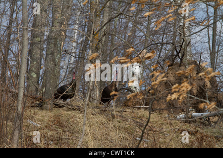 Eastern wild turkey Stock Photo