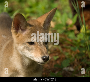 Portrait of a coyote cub Stock Photo