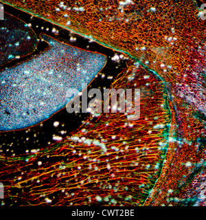 microscopy micrograph plant tissue, corn embryo Stock Photo