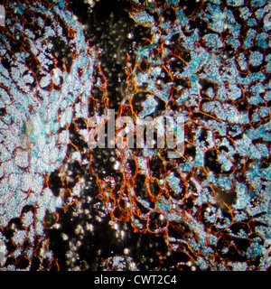 microscopy micrograph plant tissue, corn embryo Stock Photo