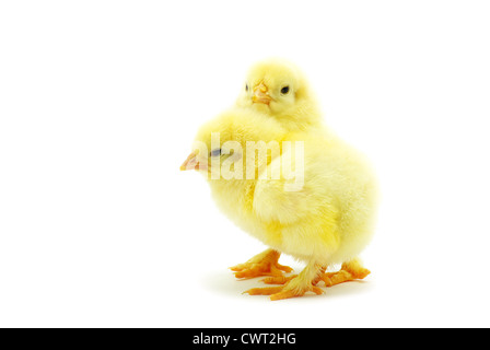 Cute little baby chicken isolated on white background Stock Photo