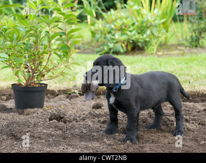 10 week old Working Cocker Spaniel puppy dog. Helping out with the gardening. Stock Photo