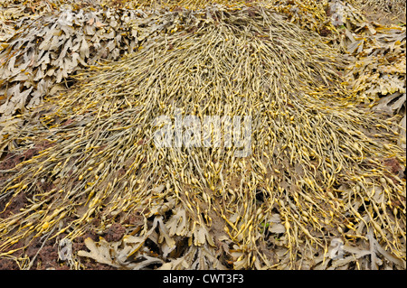 Large patch of mixed seaweed Stock Photo
