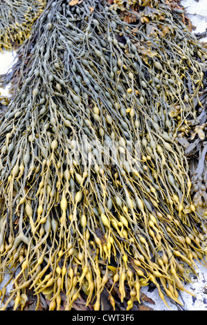 Large patch of mixed seaweed Stock Photo