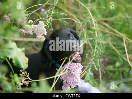 10 week old Working Cocker Spaniel puppy dog. Helping out with the gardening. Stock Photo