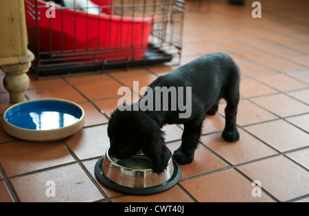 8 week old Working Cocker Spaniel puppy dog feeding Stock Photo