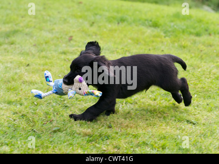 8 week old Working Cocker Spaniel puppy dog playing with toy. Stock Photo