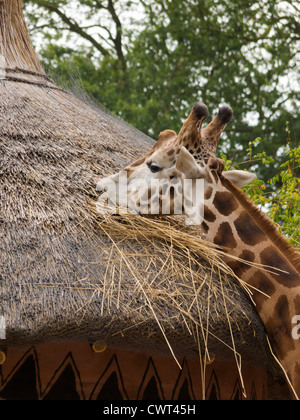 Giraffe Eating Straw Stock Photo