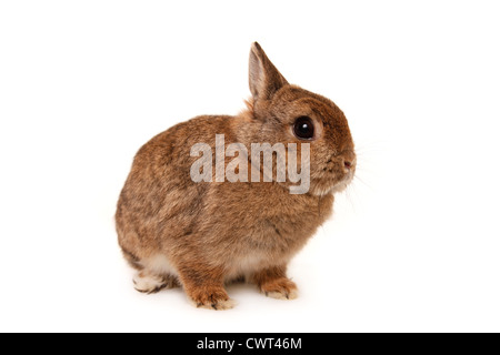 Farbenzwerg / dwarf lop-eared bunny Stock Photo