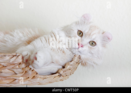 American Curl Stock Photo