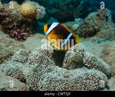 Red Sea Clownfish around a Haddon's Anemone host Stock Photo