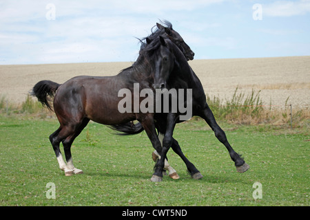 Friese und Deutsches Reitpony / Friesian Horse and Pony Stock Photo