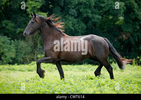 Friese / Friesian Horse Stock Photo