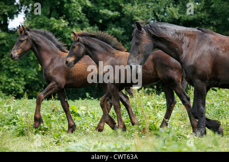 Friesen / Friesian Horses Stock Photo