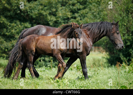Friesen / Friesian Horses Stock Photo