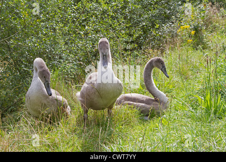 Three Mute Swan (Cygnus olor) resting on grassy bank Stock Photo