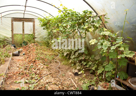 Overgrown poly tunnel greenhouse, Hampshire, England, United Kingdom. Stock Photo