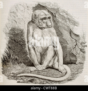 Albino monkey Stock Photo