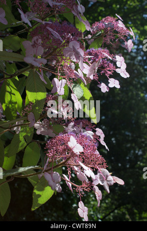 Hydrangea Macrophylla Mariesii perfecta Stock Photo