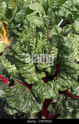 Chard Bright Lights Stock Photo