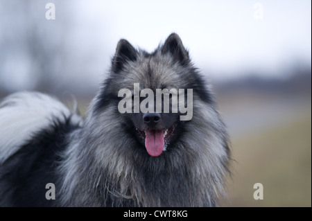 Keeshond Portrait Stock Photo