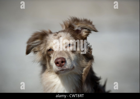 Australian Shepherd Portrait Stock Photo