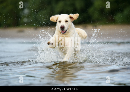 running Golden Retriever Stock Photo