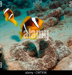 A pair of two bar red sea clownfish around their host Haddon's Anemone Stock Photo