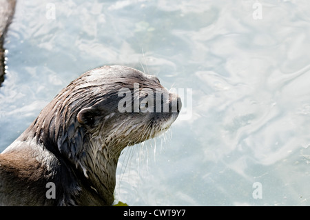 otter in captivity in a pool Stock Photo