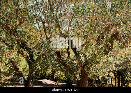 Olive trees in a sunny garden in Provence, France, Europe Stock Photo
