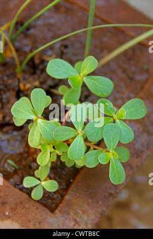 Common Purslane (Portulaca oleracea) Stock Photo