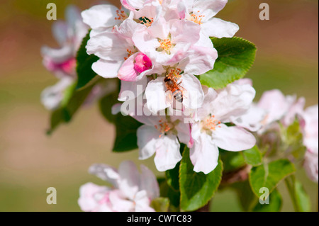 Close-up of a honeybee on apple blossom Stock Photo