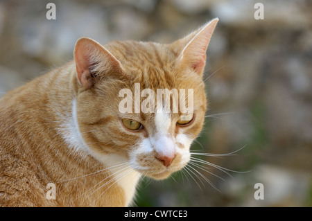 A ginger cat watching with ears alert Stock Photo