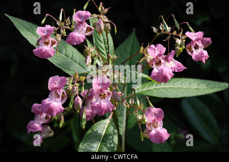 Himalayan balsam (Impatiens gladulifera) flowers, seedpods & leaves against a shadow background