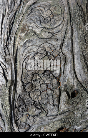 details of a larch's stump Stock Photo