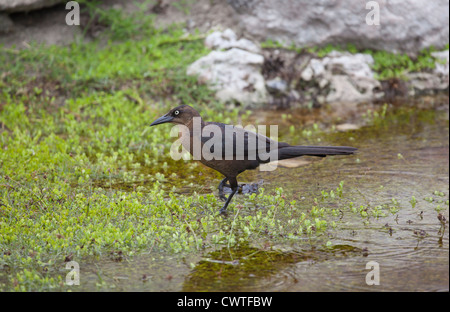 Female Great-tailed grackle at Ruinas del Rey, Cancun, Mexico Stock Photo