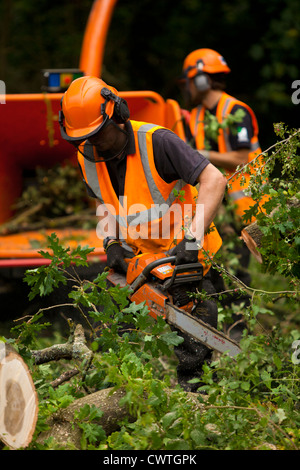 Two men in full safety gear trimming a fallen tree Stock Photo