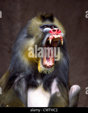 MANDRILL SHOWING HIS TEETH Stock Photo