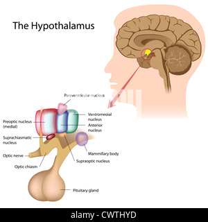 The nuclei of the hypothalamus Stock Photo