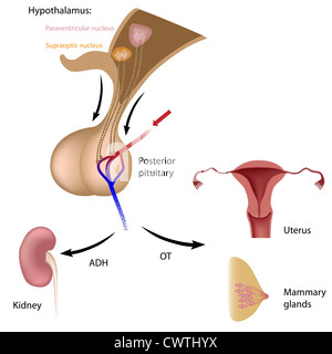 Functions of posterior pituitary hormones Stock Photo